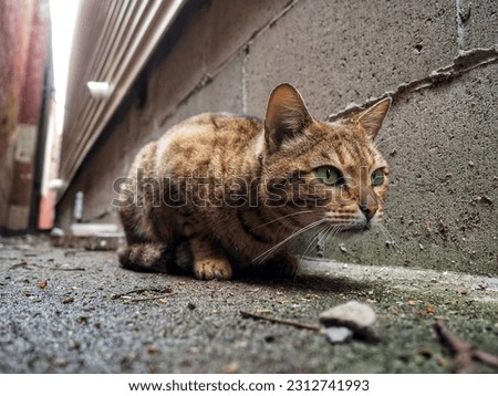 Homeless Stray Cat, Alley Cat waiting for food, beautiful Bengal Kitty. Outside cat sitting and waiting.  Royalty-Free Stock Photo #2312741993