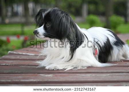 black and white papillon dog, lying dog on a bench close-up, tricolor coloring of the dog, big ears, pet on a walk, black and white papillon lying on a bench, toy continental spaniel on a green found