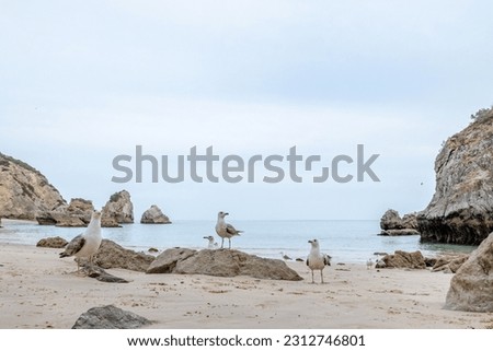 Seagull at the beach with a beautiful background at Praia da Ribeira do Cavalo - Sesimbra - Portugal