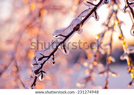 Ice covered branches shimmering softly during a Winter's evening