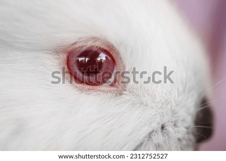 close-up. the red eye of small white rabbit. Rabbit farm. Macro photography.