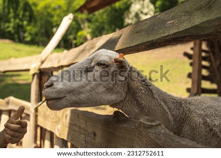 A cute sheep pulls its muzzle out from behind a fence on a farm. Sheep in the fence on the farm
