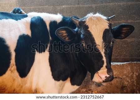 holstein black and white cow stock photo