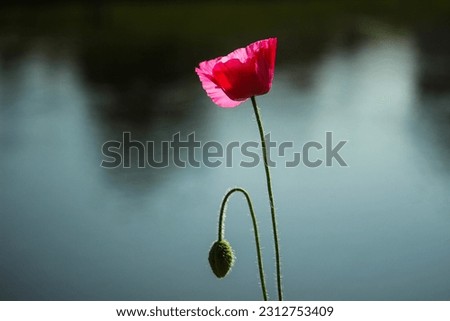 Flower Poppy. The Beautiful picture