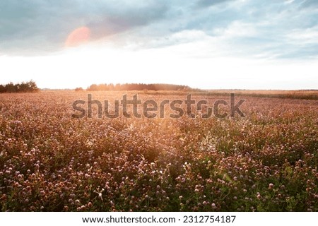 Summer landscape with a field of blooming pink clover, in the natural soft sunset sunlight. Field of red clover Trifolium pratense. Forage crop for livestock grazing. Royalty-Free Stock Photo #2312754187