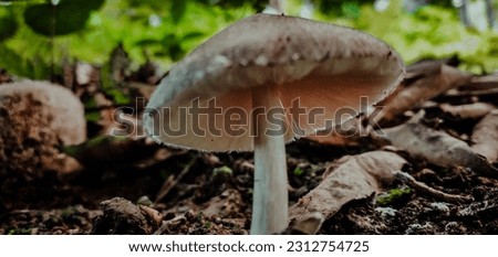 Mushrooms or fungi are organisms that belong to the kingdom Fungi and do not have chlorophyll so they are heterotrophs. Its body consists of threads called hyphae. Hyphae can form a branching network  Royalty-Free Stock Photo #2312754725