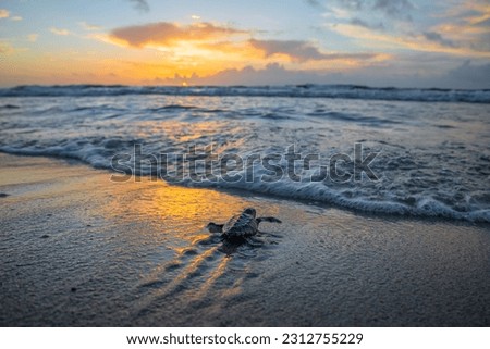 Sea turtle hatchling entering the water from a South Florida beach. Royalty-Free Stock Photo #2312755229