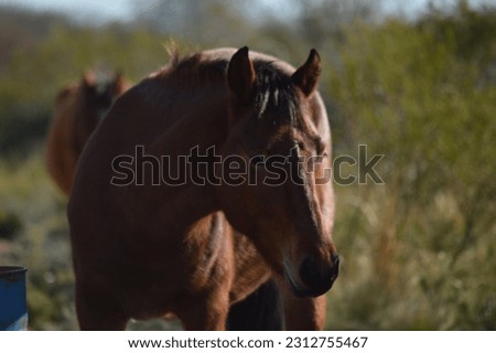 young and brown horses in the field