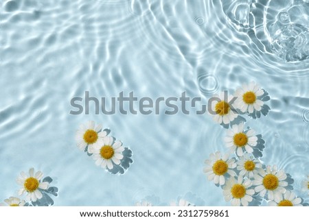 Chamomile flowers are floating, stains from a drop on the water