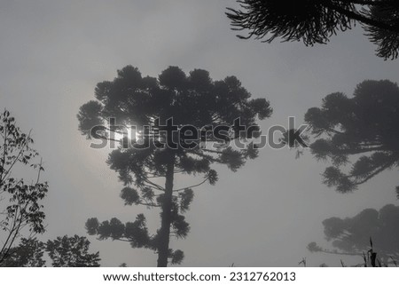 Paraná pine, scientific name araucaria angustifolia, tree typical of the high altitude Atlantic forest, with fog at the beginning of winter.
