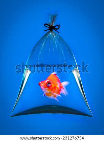 goldfish in plastic bag on blue background