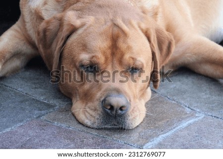 Closeup of isolated fox red Labrador retriever dog sleeping on stone patio with shallow depth of field