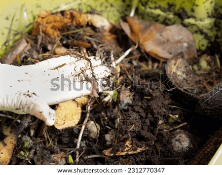 Person holding composting worm in hand on top of kitchen scraps, manure and dirt. Earthworms or red wigglers used in vermicomposting or worm composting with ingesting organic matter. Selective focus.