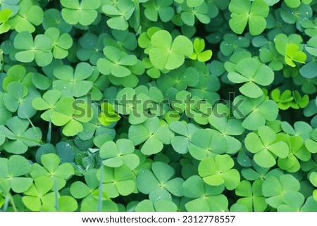 close up of The four leaf clover (Trifolium repens) is a rare variety of the common three leaf clover.