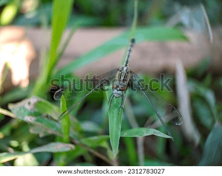dragonfly perched on the weeds