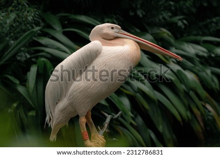 The great white pelican (Pelecanus onocrotalus) standing on the tree branch, aka the eastern white pelican, rosy pelican or white pelican, is a bird.