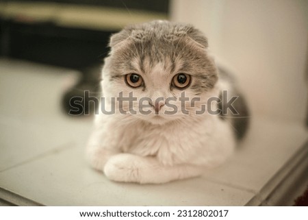 Scottish fold cat sitting on fireplace hearth. Royalty-Free Stock Photo #2312802017