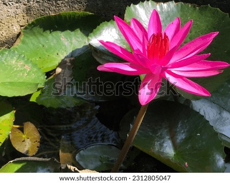 Beautiful pink lotus flower in a jar full of freshness in summer in Thailand, close up
