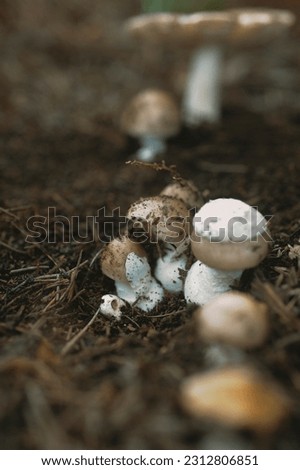 Mushroom season in the pine forest