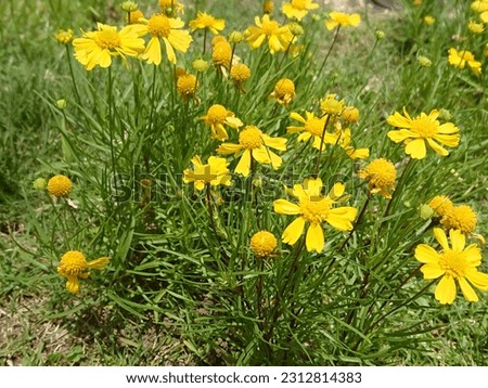A picture of a yellow flower. Recommended when you want to create a bright atmosphere or when you want to use an image of flowers.