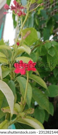 Red Jatropha flowers stock photos.
