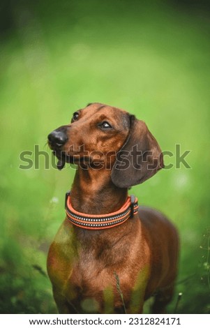 
dachshund on a green background walks in the forest on the grass
