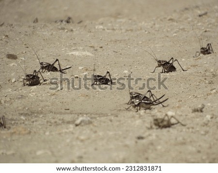 Mormon Cricket Swarm Crossing a Dirt Road, Sp. Anabrus Simplex Royalty-Free Stock Photo #2312831871