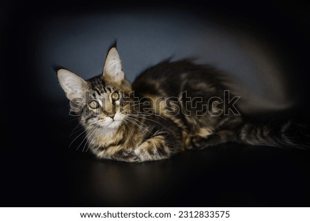 
beautiful big Maine Coon cat on a black background