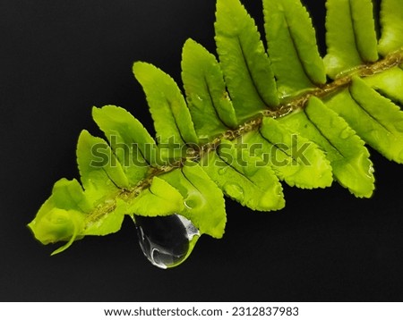 tamarind fern with water drop