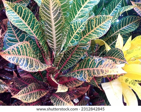 broadleaf ornamental plant. abstract motif