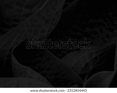 Photo of plant leaves black and white