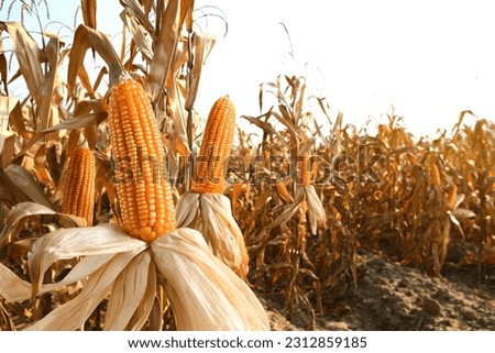Close-up Dried corn cobs in corn field. Royalty-Free Stock Photo #2312859185