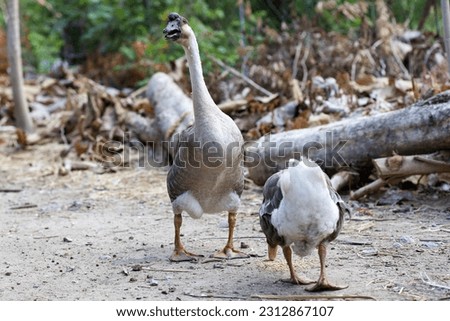 Close up body brown goose is walking in farm at thailand