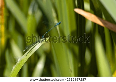 two rare southern dragonflies on a pond sitting on a reed leaf. Aeshna affinis