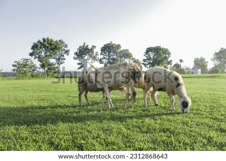 Goat or lamb to prepare sacrifices on Eid al-Adha Royalty-Free Stock Photo #2312868643