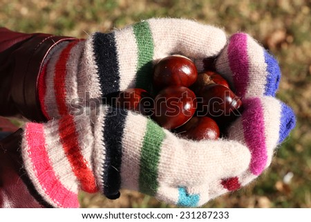 Hands in gloves holding chestnuts on natural background