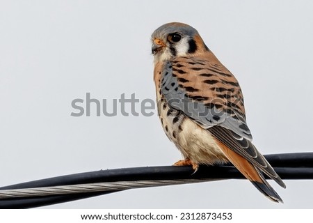 American Kestrel perched on a cable