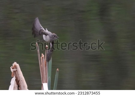ruby-crowned kinglet flying over pond