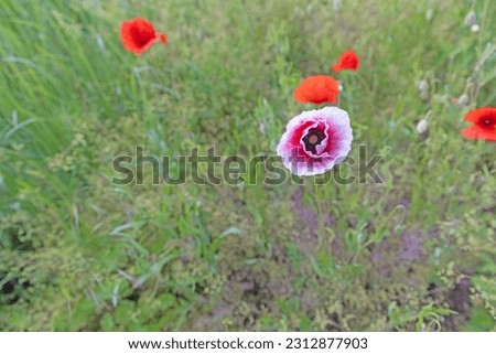 Image of poppy field in bloom during the day in springtime