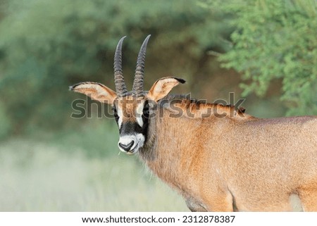A rare roan antelope (Hippotragus equinus) in natural habitat, Mokala National Park, South Africa
 Royalty-Free Stock Photo #2312878387