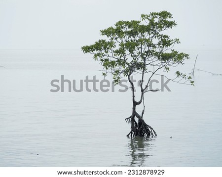 
mangrove by the sea in selective focus. 