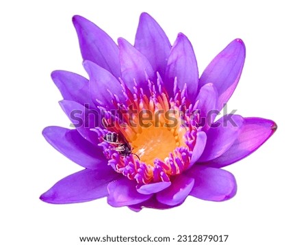 Isolated purple lotus flower with little bee on white background.