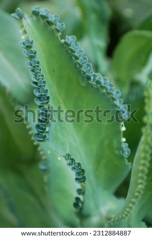A unique plant that reproduces by budding on leaves, green in color thrives in tropical forests with the scientific name Kalanchoe pinnata. Thick and wide leaf texture. Picture taken when it's sunny