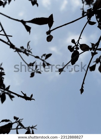 Nature silhouette with sky stock photo