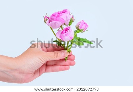 Close-up of a delicate blooming rose bouquet in hand isolated on grey background.