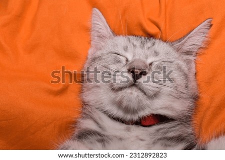 sleeping cat on the bed.