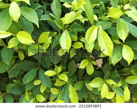 Garden hedge, wild privet green leaves background in the natural park. Royalty-Free Stock Photo #2312893891