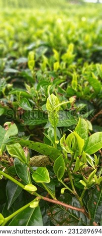 new blooming tea leaves in the plantation