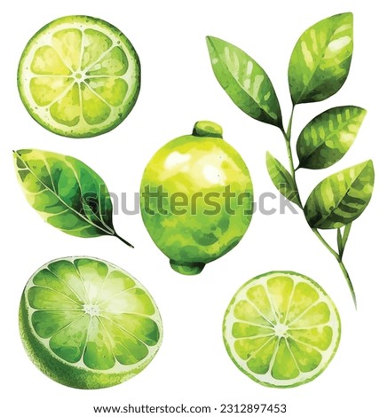 Set of limes watercolor paint ilustration Royalty-Free Stock Photo #2312897453