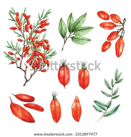 Goji berry watercolor paint collection Royalty-Free Stock Photo #2312897477